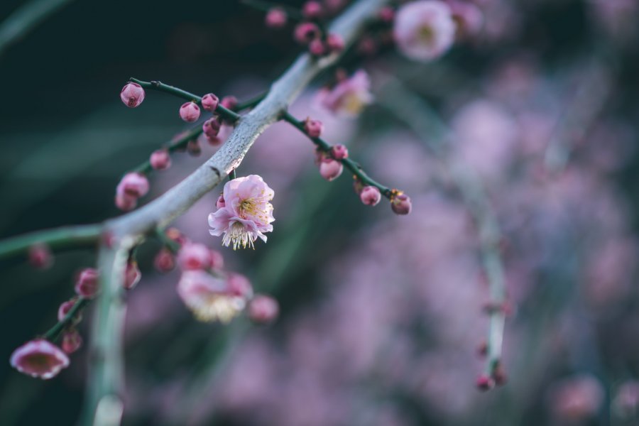 Bunga Plum di Yushima Tenjin