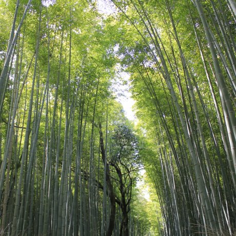 Hutan Bambu Arashiyama Hutan Bambu Arashiyama