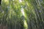 Hutan Bambu Arashiyama