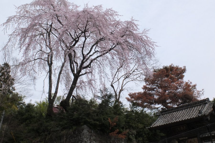 Sakura di Gn. Minobu, Yamanashi