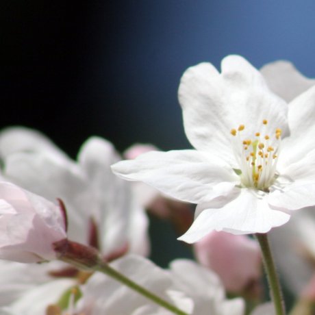 Sakura di Taman Maizuru Sakura di Taman Maizuru