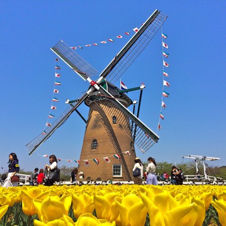 Sakura Tulip Festa di Chiba Sakura Tulip Festa di Chiba