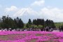 Inilah Dunia Pink di Fujigoko