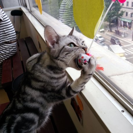 Kafe Kucing Neko Colle Sendai Kafe Kucing Neko Colle Sendai