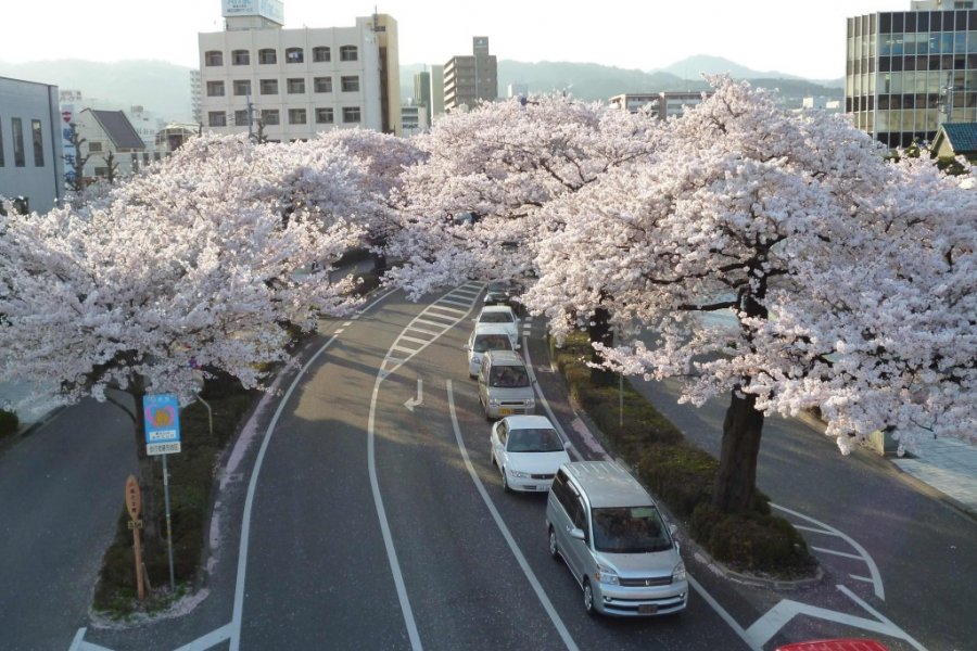 Sakura Matsuri Kota Hitachi