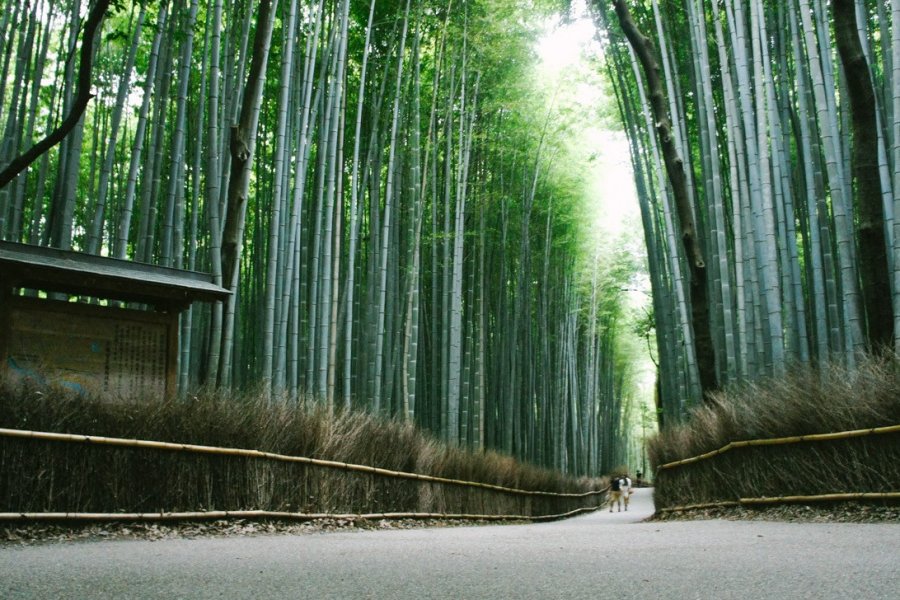 Arashiyama dan Hutan Bambu
