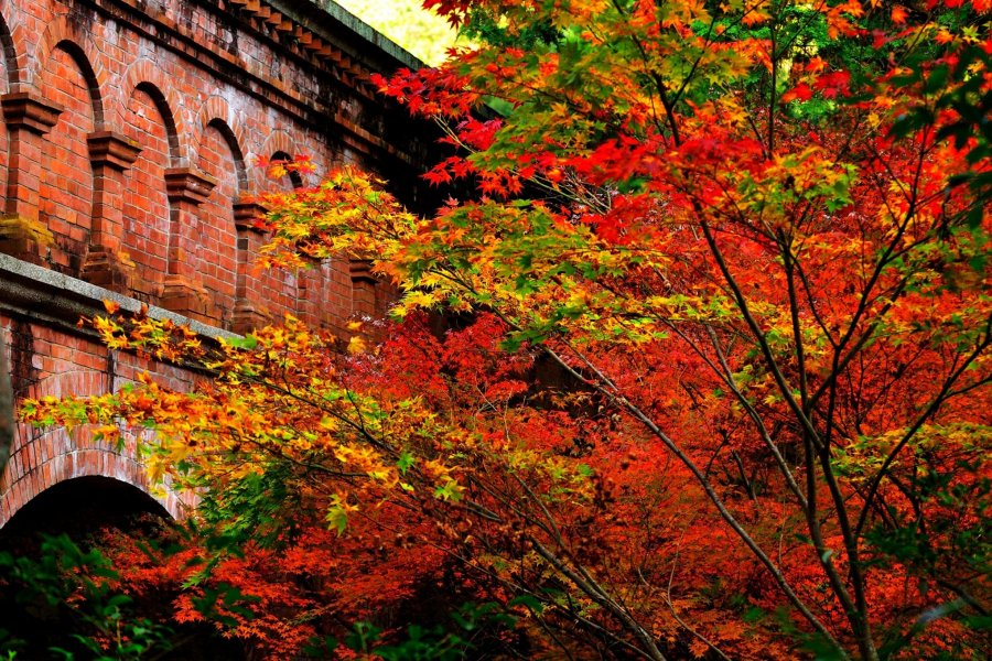 Miyabi: Kecantikkan dari Nanzenji