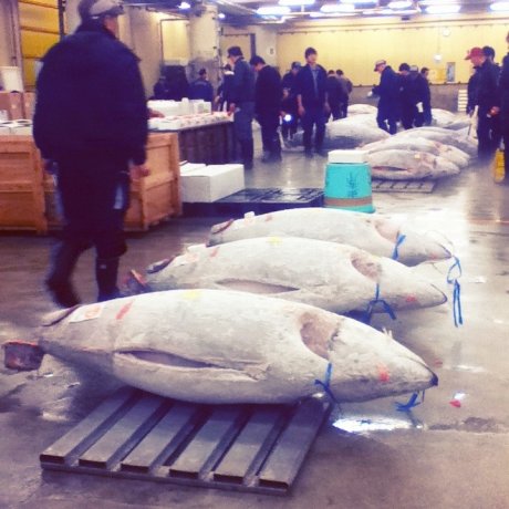 Pelelangan Tuna, Tsukiji Pelelangan Tuna, Tsukiji