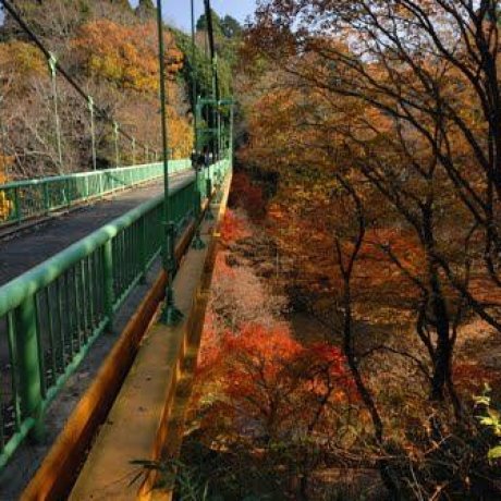 Momiji di Izumi Nature Park, Chiba Momiji di Izumi Nature Park, Chiba