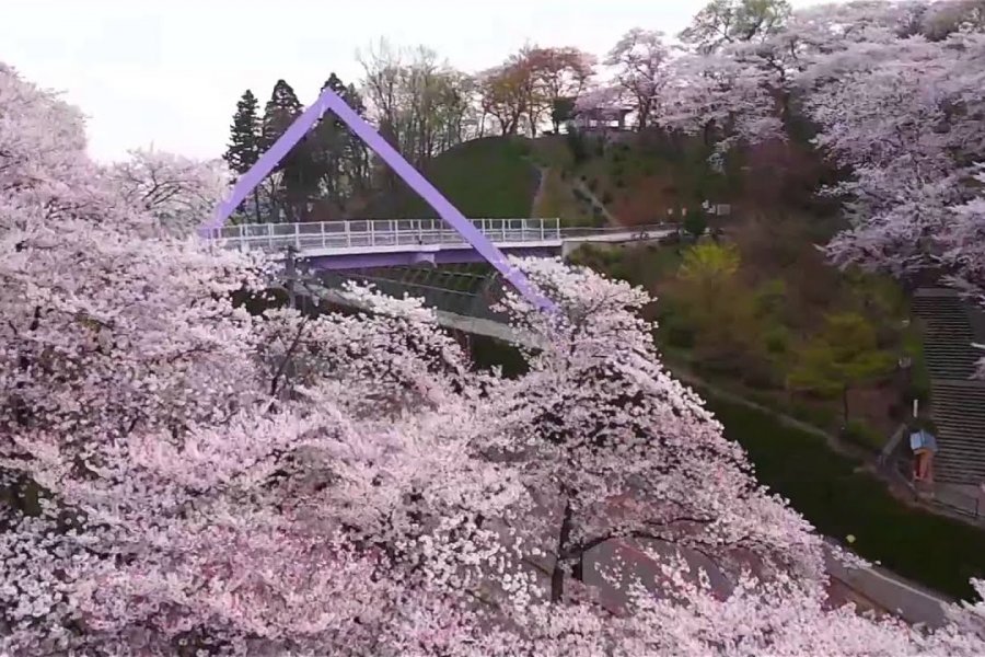 Sakura di Taman Nishiyama