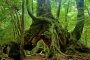 Pulau Yakushima