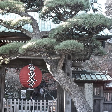 Kuil Hase Kamakura di Bulan Januari Kuil Hase Kamakura di Bulan Januari
