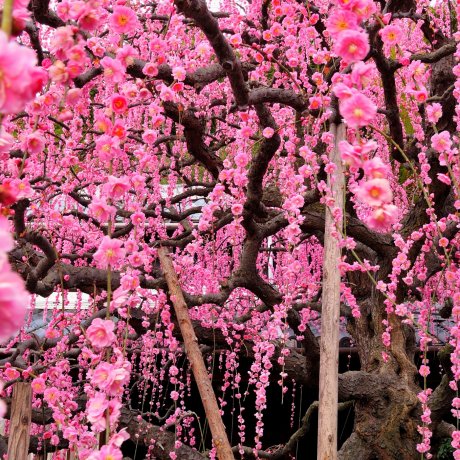 Juntaian Bunga Ume di Jepang Juntaian Bunga Ume di Jepang