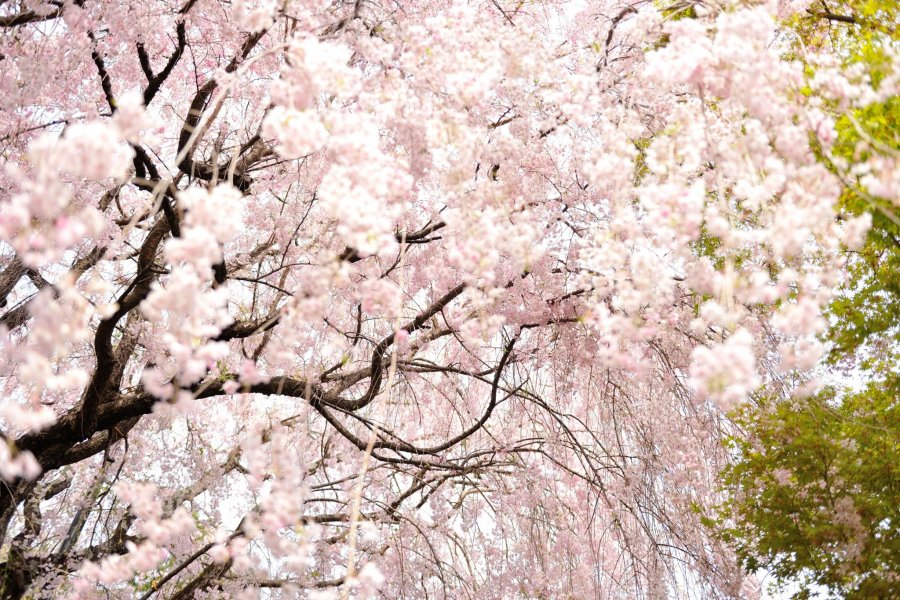 Pohon Sakura di rumah teh Daikyuan