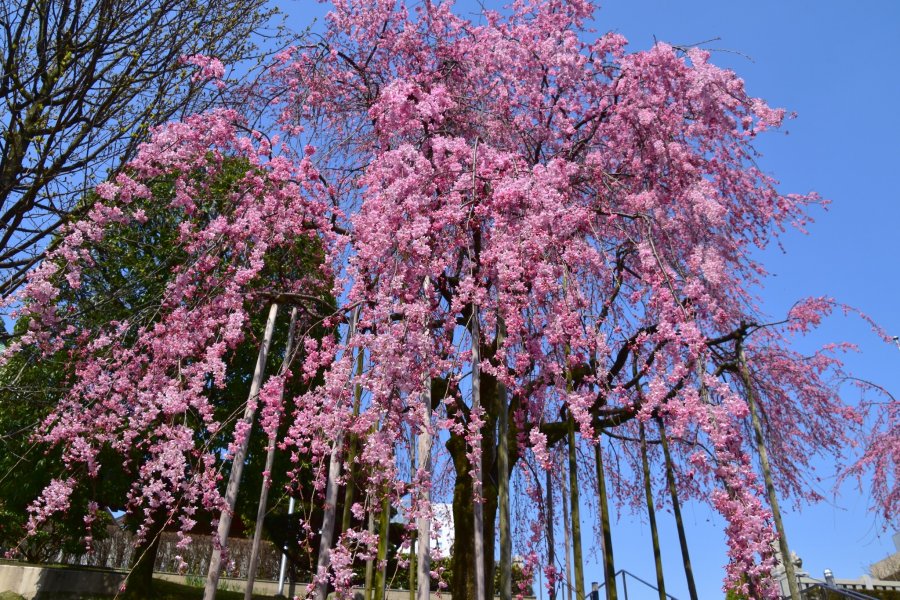 Kuil Sakaeno merah muda yang indah