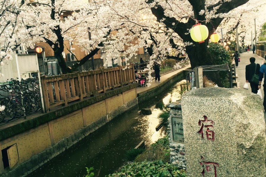 Bermandikan bunga sakura mekar