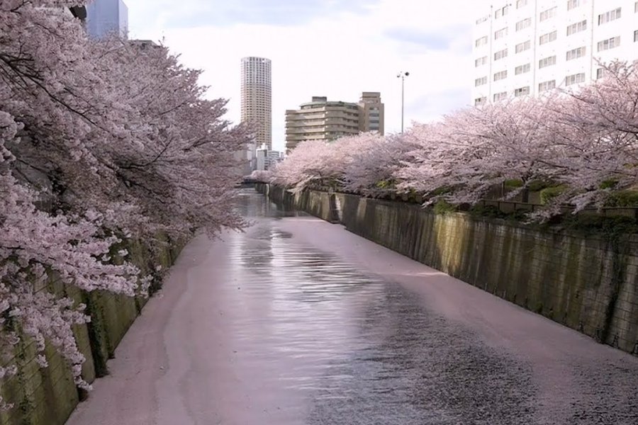 Sakura di sepanjang sungai Meguro