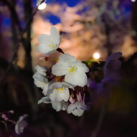Sakura mekar di taman nasional Sakura mekar di taman nasional
