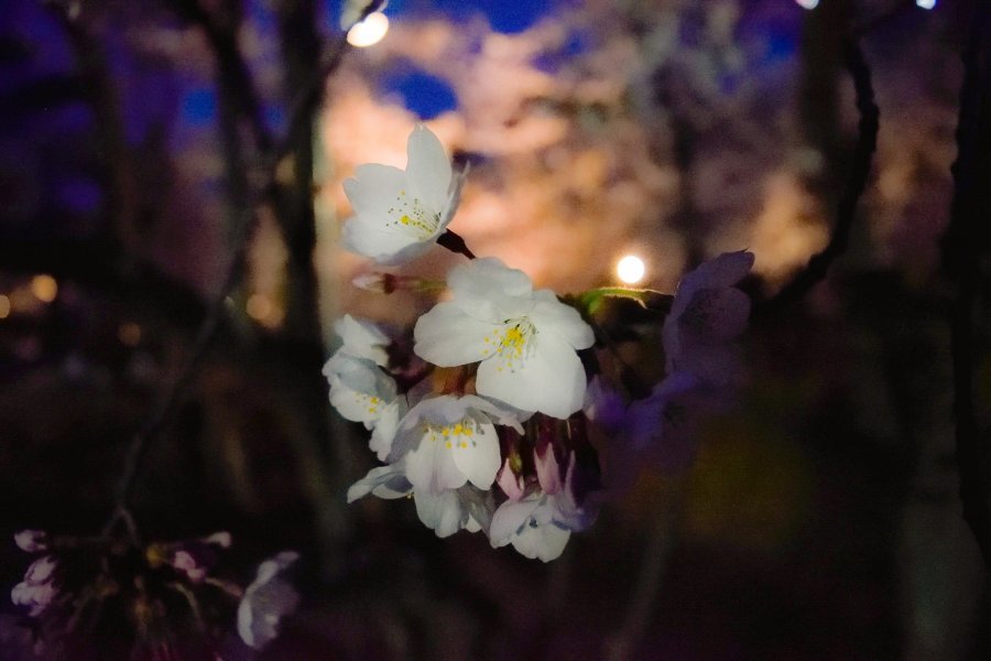 Sakura mekar di taman nasional