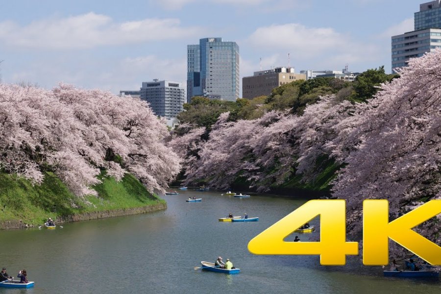 Sakura dekat Tokyo Imperial Palace