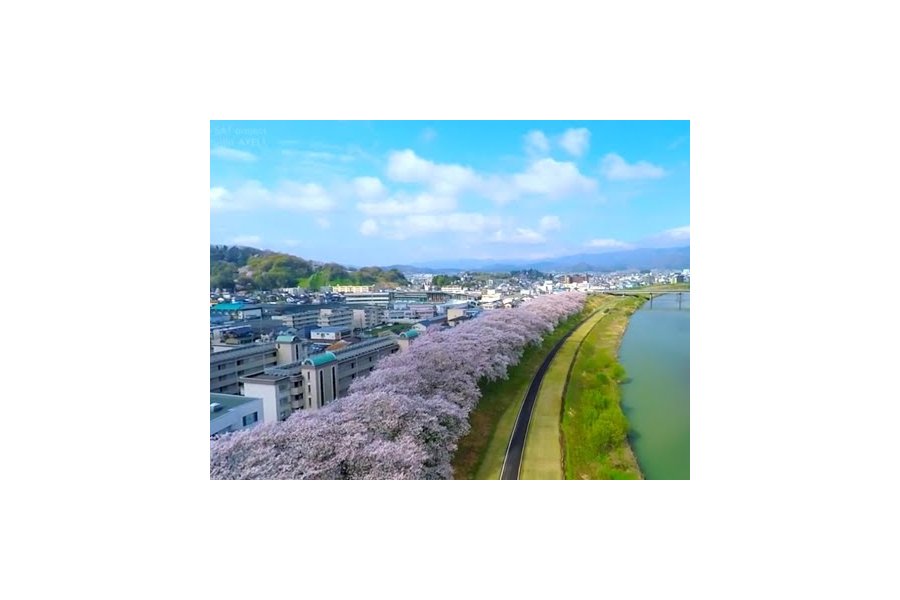 Sakura di Tepian Sungai Asuwa