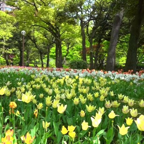 Yokohama: Tulip dalam kesejukan Yokohama: Tulip dalam kesejukan