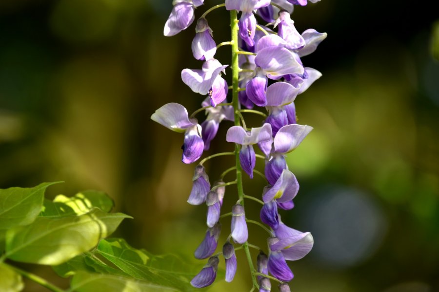 Wisteria di Kuil Fujishima 