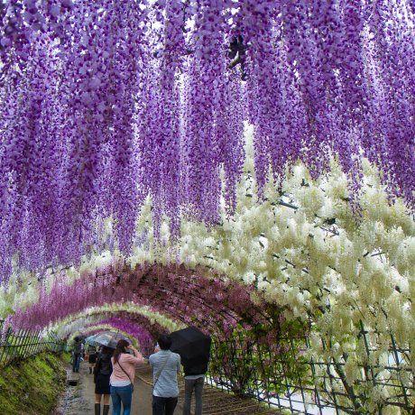Terowongan Wisteria Kawachi Terowongan Wisteria Kawachi