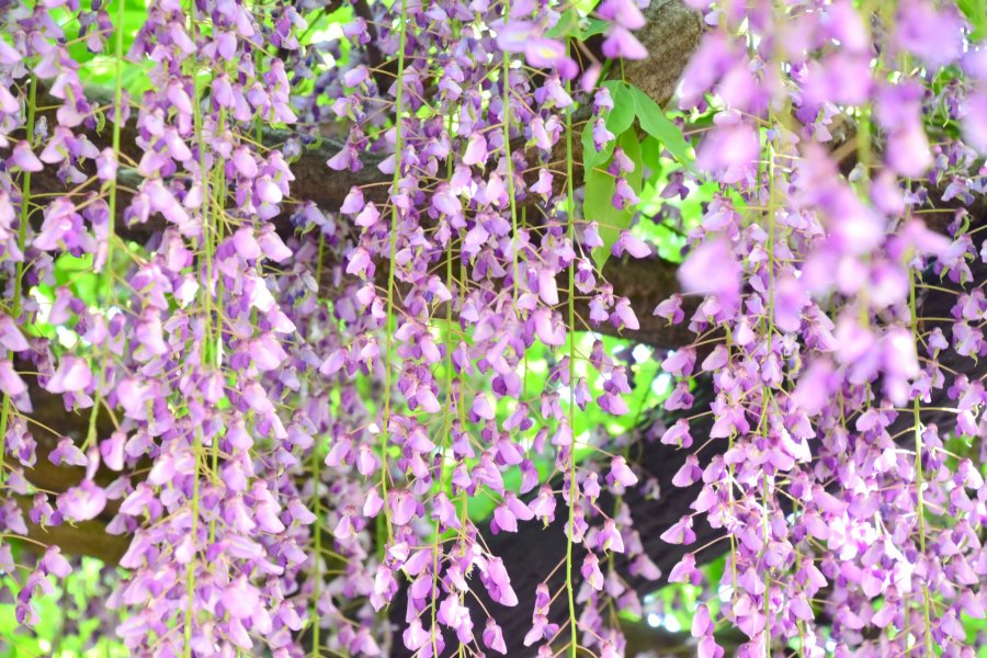 Terowongan Wisteria 200 m di Fukui