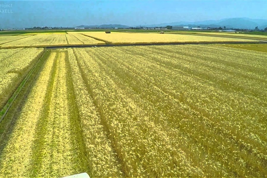 Terbang diatas Padang Barley Fukui