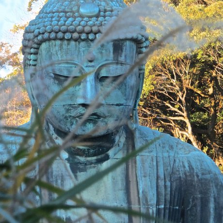Daibutsu Kamakura: Awal Desember Daibutsu Kamakura: Awal Desember