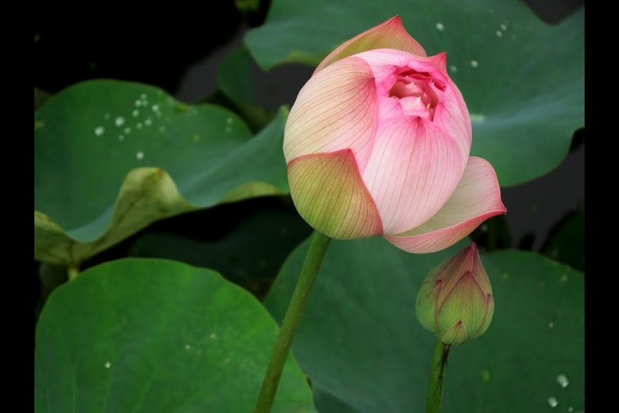 Surga Lotus di Fukui