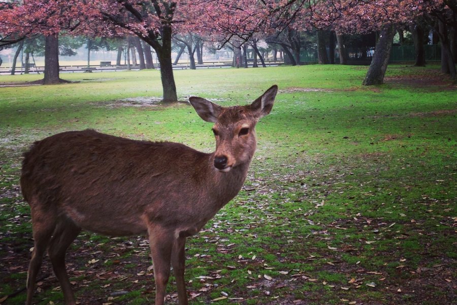 Taman Rusa Nara