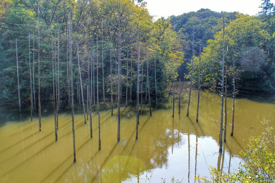 Taman Toritsu Oyamadairi Tokyo