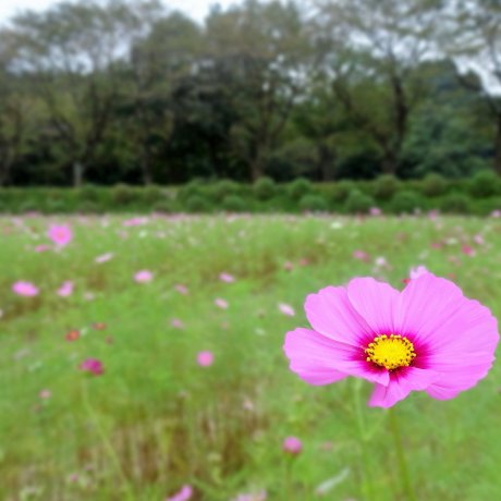 Bunga cosmos di Taman Kinchakuda Bunga cosmos di Taman Kinchakuda