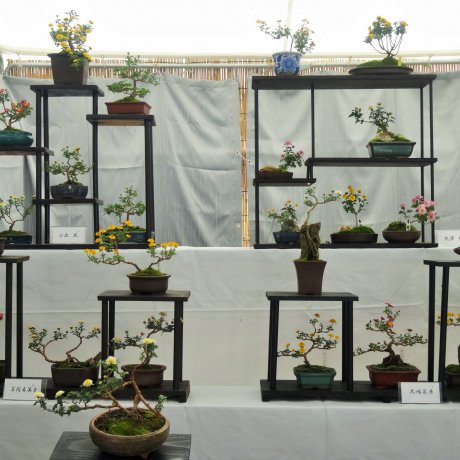 Pameran Bonsai Krisan Pameran Bonsai Krisan