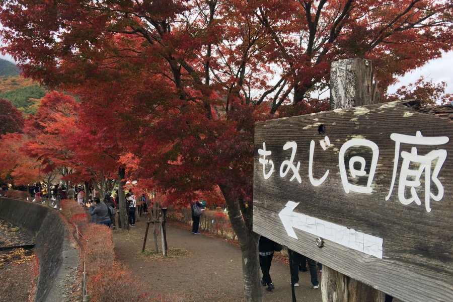Barisan Daun Maple di Kawaguchi-ko