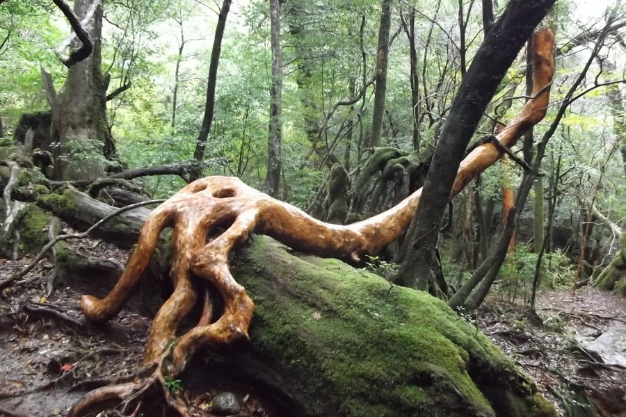 Yakushima's Shiratani Unsuikyo