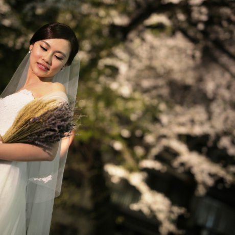 Seni Pencahayaan Sakura di Kyoto Seni Pencahayaan Sakura di Kyoto