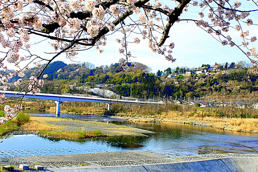 Sakura di Sepanjang Sungai Tama