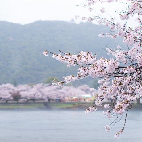 Sakura di Kintaikyo Sakura di Kintaikyo