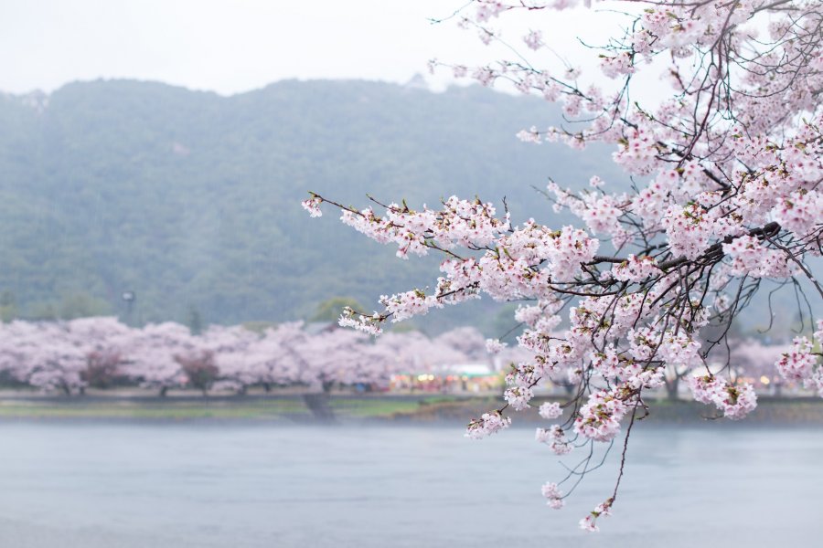 Sakura di Kintaikyo