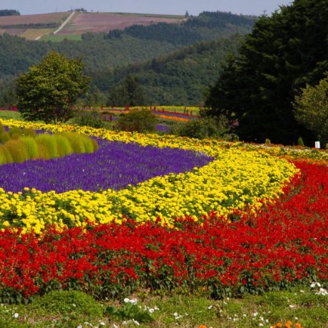 Perkebunan Tomita, Furano Perkebunan Tomita, Furano