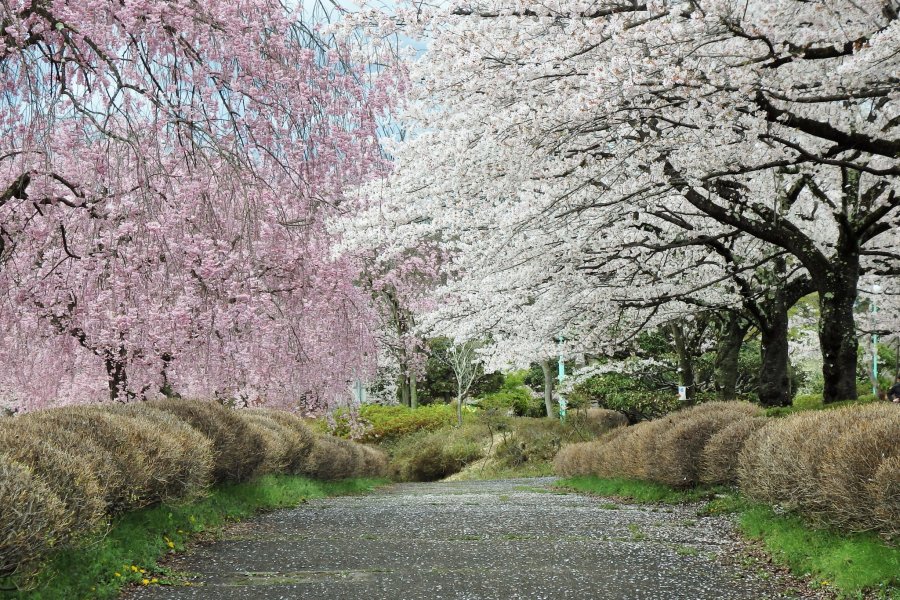 Sakura di Hitsujiyama Park, Saitama