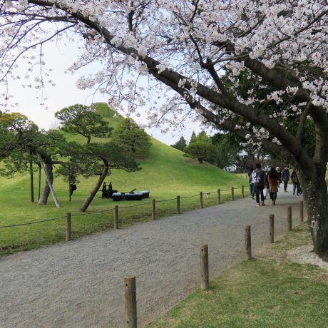 Festival Sakura Suizenji Festival Sakura Suizenji