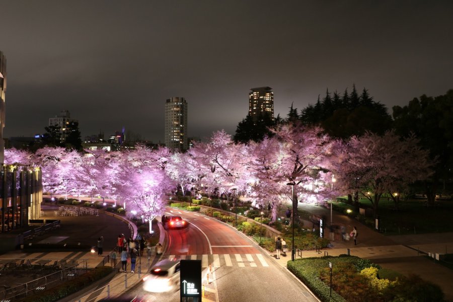 Sakura Tokyo 2016