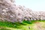 1000 Sakura dalam Satu Pemandangan