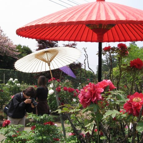 Taman Peony Jepang di Tsukuba Taman Peony Jepang di Tsukuba