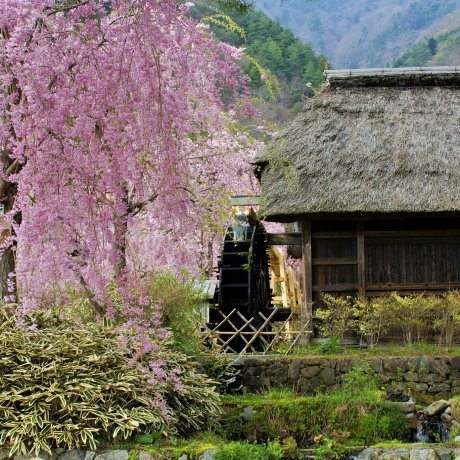 Sakura di Iyashi no Sato Nenba Sakura di Iyashi no Sato Nenba