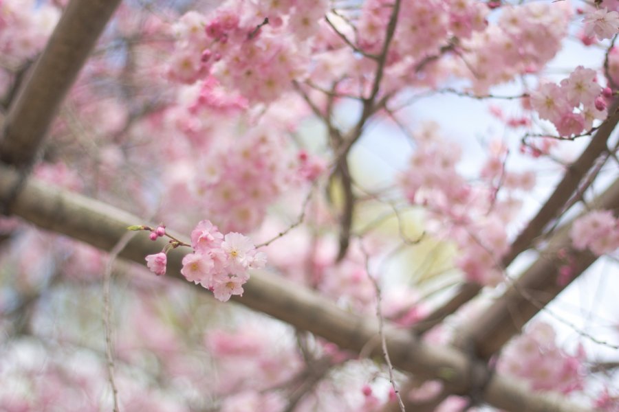 Melihat sakura di sepanjang Sungai Kamo